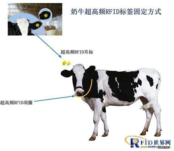 RFID電子標(biāo)簽讓奶牛管理變得更加容易