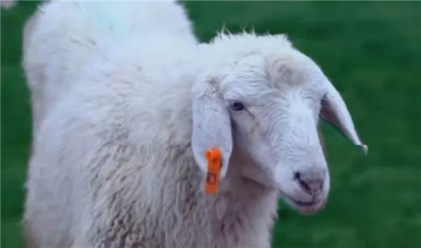 物農(nóng)網(wǎng)捉牢“訂單農(nóng)業(yè)+直播“,打造健康生活方式