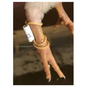 研究人員使用RFID標(biāo)簽監(jiān)控肉雞活動